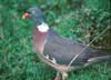 wood pigeon